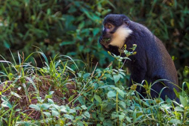 Cercopiteco Barbuto Nella Foresta Di Bwindi, Uganda &Raquo; Https://Www.massimobasso.com/Cercopiteco-Barbuto-Cercopithecus-Lhoesti/