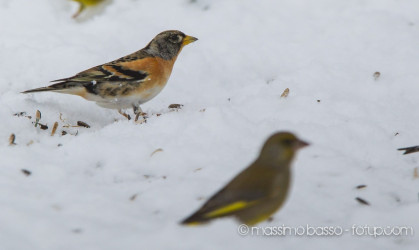 Birdwatching In Giardino Un Anno Dopo &Raquo; Https://Www.massimobasso.com/Birdwatching-In-Giardino/