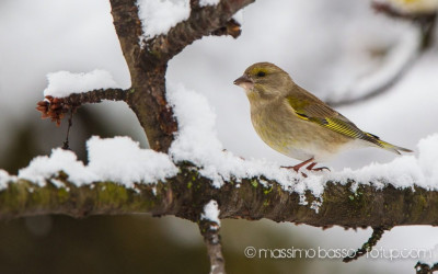 Birdwatching In Giardino Un Anno Dopo &Raquo; Https://Www.massimobasso.com/Birdwatching-In-Giardino/