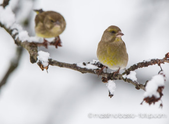 Birdwatching In Giardino Un Anno Dopo &Raquo; Https://Www.massimobasso.com/Birdwatching-In-Giardino/