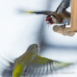 Birdwatching In Giardino Un Anno Dopo &Raquo; Https://Www.massimobasso.com/Birdwatching-In-Giardino/