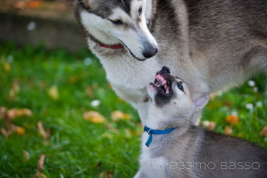 Amici Di Casa, Cani, Gatti &Amp; C.