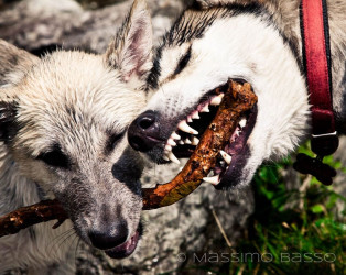 I Miei Animali &Raquo; Https://Www.massimobasso.com/Dal-Ad-Oggi-2009-Gli-Amici-Di-Casa/