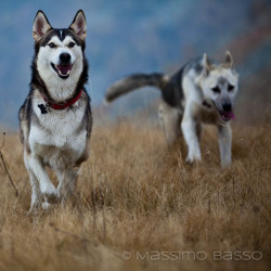 I Miei Animali &Raquo; Https://Www.massimobasso.com/Dal-Ad-Oggi-2009-Gli-Amici-Di-Casa/