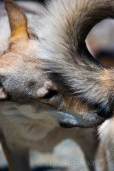 I Miei Animali &Raquo; Https://Www.massimobasso.com/Dal-Ad-Oggi-2009-Gli-Amici-Di-Casa/