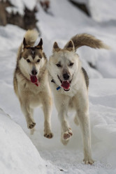 I Miei Animali &Raquo; Https://Www.massimobasso.com/Dal-Ad-Oggi-2009-Gli-Amici-Di-Casa/