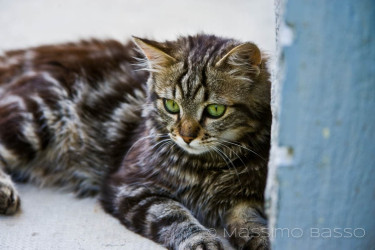 I Miei Animali &Raquo; Https://Www.massimobasso.com/Dal-Ad-Oggi-2009-Gli-Amici-Di-Casa/