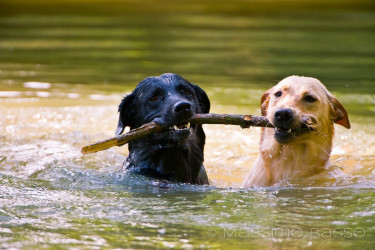 I Miei Animali &Raquo; Https://Www.massimobasso.com/Dal-Ad-Oggi-2009-Gli-Amici-Di-Casa/