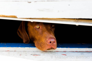 I Miei Animali &Raquo; Https://Www.massimobasso.com/Dal-Ad-Oggi-2009-Gli-Amici-Di-Casa/