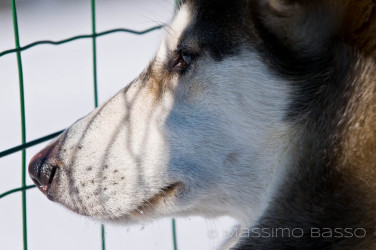 I Miei Animali &Raquo; Https://Www.massimobasso.com/Dal-Ad-Oggi-2009-Gli-Amici-Di-Casa/