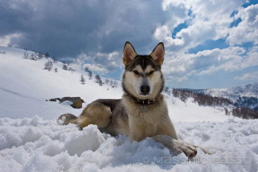 I Miei Animali &Raquo; Https://Www.massimobasso.com/Dal-Ad-Oggi-2009-Gli-Amici-Di-Casa/