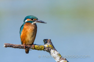 Martin Pescatore: Fotografie Dal Delta Del Danubio &Raquo; Https://Www.massimobasso.com/Alcedo-Atthis-Martin-Pescatore/