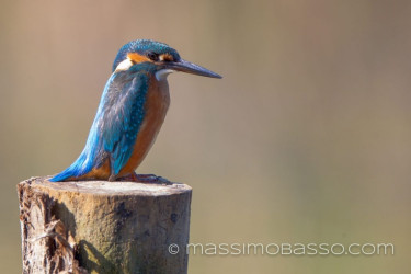 Martin Pescatore: Fotografie Dal Delta Del Danubio &Raquo; Https://Www.massimobasso.com/Alcedo-Atthis-Martin-Pescatore/