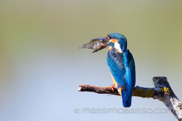 Martin Pescatore: Fotografie Dal Delta Del Danubio &Raquo; Https://Www.massimobasso.com/Alcedo-Atthis-Martin-Pescatore/