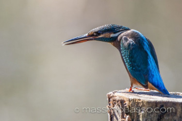 Martin Pescatore: Fotografie Dal Delta Del Danubio &Raquo; Https://Www.massimobasso.com/Alcedo-Atthis-Martin-Pescatore/