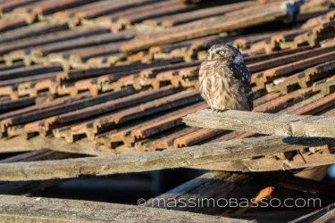 La Civetta - Fotografie Dal Delta Del Danubio &Raquo; Https://Www.massimobasso.com/La-Civetta-Athene-Noctua/