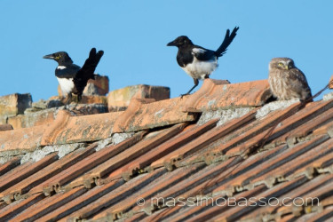 La Civetta - Fotografie Dal Delta Del Danubio &Raquo; Https://Www.massimobasso.com/La-Civetta-Athene-Noctua/
