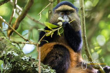 Scimmia Dorata A Mgahinga Ai Confini Con Il Ruanda