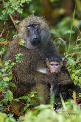 Primati In Uganda: Gorilla E Tante Altre Specie &Raquo; Https://Www.massimobasso.com/Primati-In-Uganda/