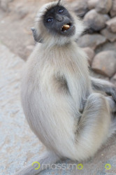 I Templi Di Girnar Hill: Salire 10.000 Scalini &Raquo; Https://Www.massimobasso.com/Templi-Di-Girnar-Hill/