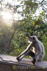 I Templi Di Girnar Hill: Salire 10.000 Scalini &Raquo; Https://Www.massimobasso.com/Templi-Di-Girnar-Hill/