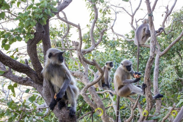 I Templi Di Girnar Hill: Salire 10.000 Scalini &Raquo; Https://Www.massimobasso.com/Templi-Di-Girnar-Hill/