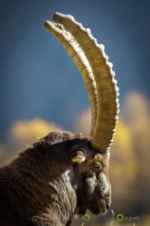 Stambecchi Del Parco Nazionale Del Gran Paradiso &Raquo; Https://Www.massimobasso.com/Stambecchi-Del-Parco-Nazionale-Del-Gran-Paradiso/