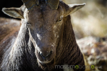 Stambecchi Del Parco Nazionale Del Gran Paradiso &Raquo; Https://Www.massimobasso.com/Stambecchi-Del-Parco-Nazionale-Del-Gran-Paradiso/