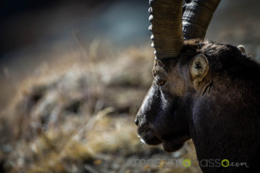 Stambecchi Del Parco Nazionale Del Gran Paradiso &Raquo; Https://Www.massimobasso.com/Stambecchi-Del-Parco-Nazionale-Del-Gran-Paradiso/