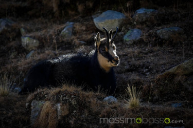 Stambecchi Del Parco Nazionale Del Gran Paradiso &Raquo; Https://Www.massimobasso.com/Stambecchi-Del-Parco-Nazionale-Del-Gran-Paradiso/
