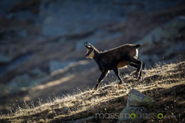 Stambecchi Del Parco Nazionale Del Gran Paradiso &Raquo; Https://Www.massimobasso.com/Stambecchi-Del-Parco-Nazionale-Del-Gran-Paradiso/