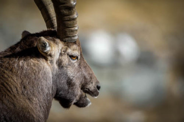 Stambecchi Del Parco Nazionale Del Gran Paradiso &Raquo; Https://Www.massimobasso.com/Stambecchi-Del-Parco-Nazionale-Del-Gran-Paradiso/