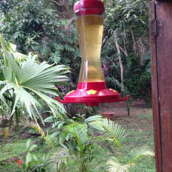 Colibrì Alle Mangiatoie