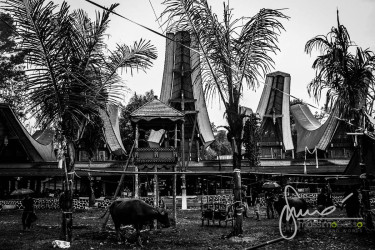 Funerale In Sulawesi: Il Culto Dei Morti A Toraja &Raquo; Https://Www.massimobasso.com/Funerale-Culto-Dei-Morti-A-Toraja/