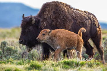 Bisonte con piccolo nella Lamar Valley - Yellowstone N.P.