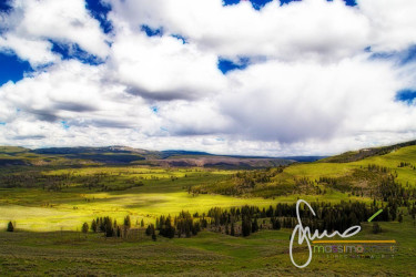 Foreste E Vallate Nella Hayden Valley