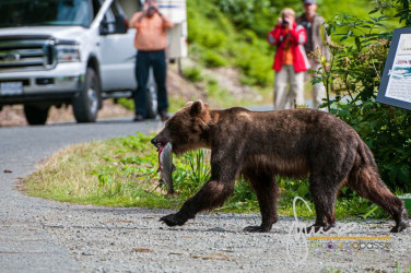 Ad Haines È Possibile Incontrare Gli Orsi Anche Sulla Strada, Durante La Vostra Crociera In Alaska