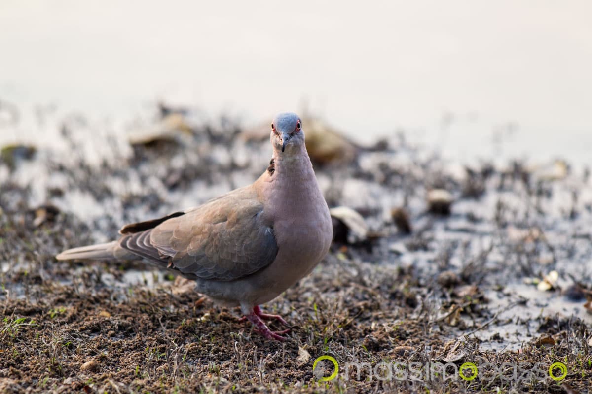Old Bridge Backpackers campeggio a maun botswana