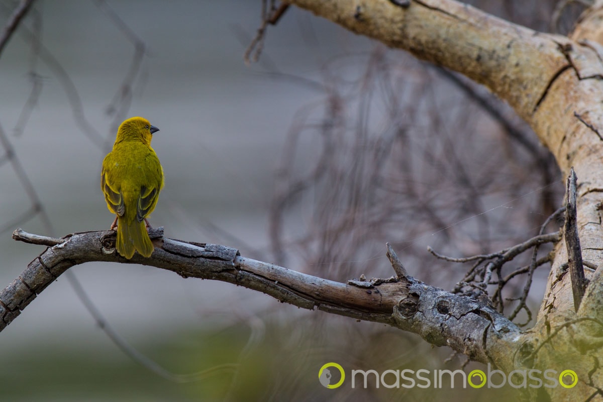 Old Bridge Backpackers campeggio a maun botswana