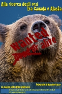 Bear - orso