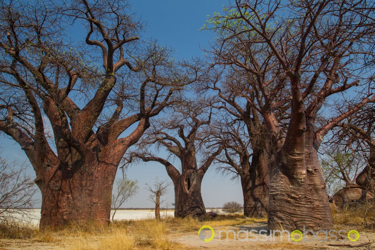 Nxai Pan Makgadikgadi