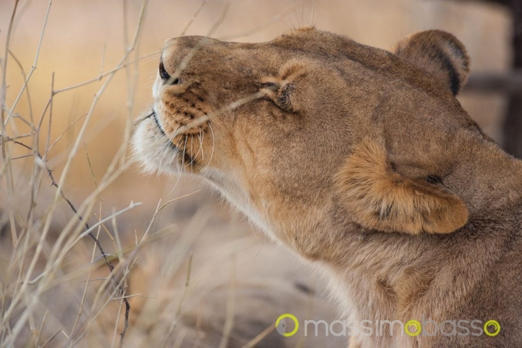 safari in Botswana nello Nxai Pan Makgadigadi