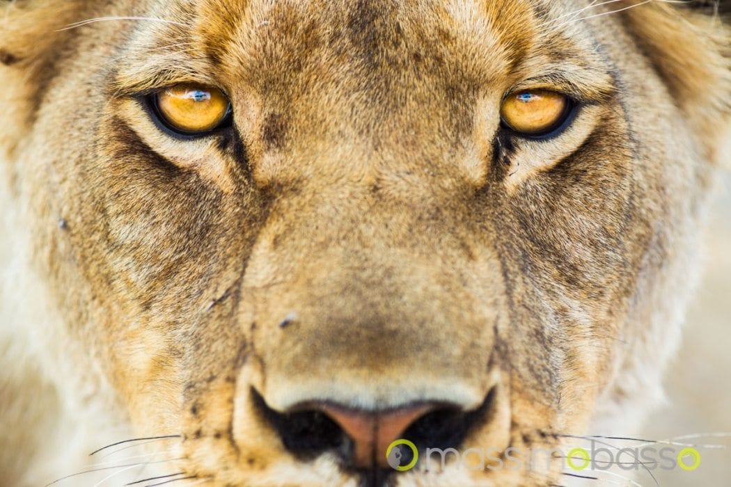 safari in Botswana nello Nxai Pan Makgadigadi