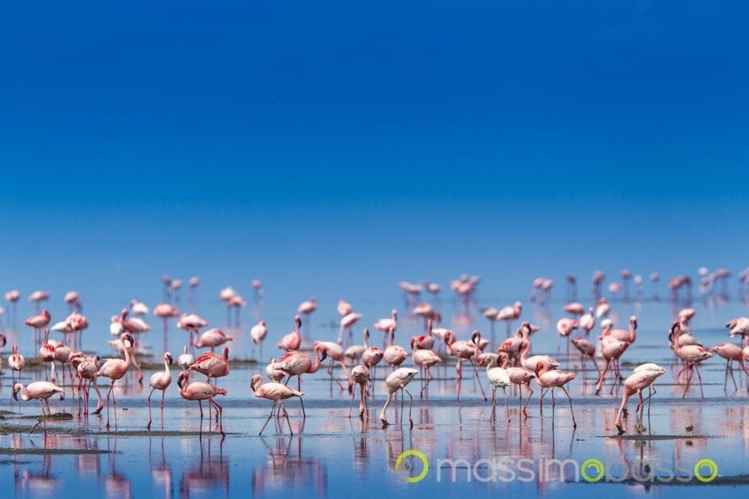 fenicotteri minori a lake natron
