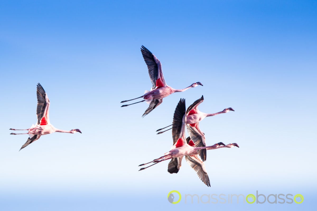 fenicotteri minori lake natron