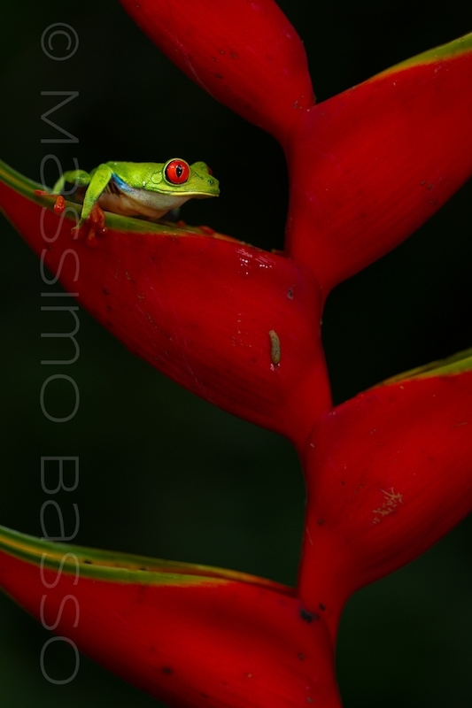 MAssimo Basso - Red Eye Tree Frog - Raganella dagli occhi rossi - Menzione d'Onore al concorso OASIS PHOTO CONTEST