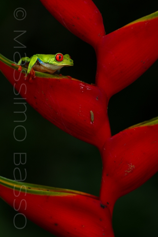 Red Eye Tree Frog Oasis Photo Contest Massimo Basso