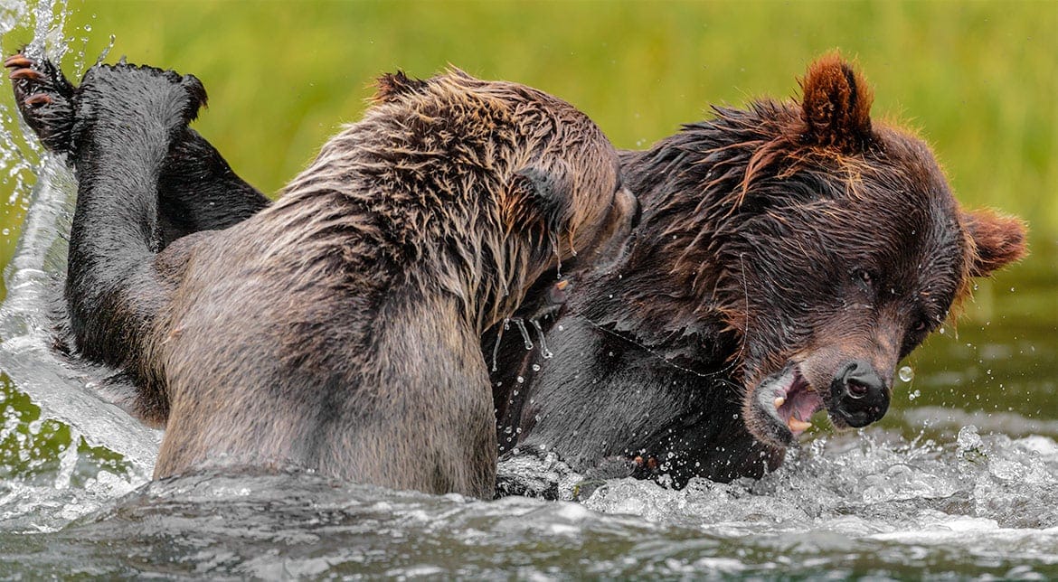 il santuario degli orsi Khutzeymateen