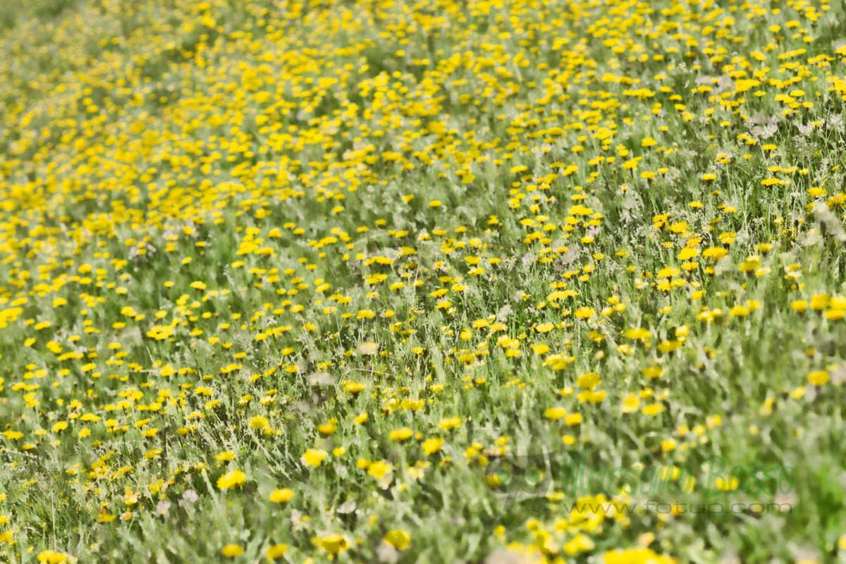 Tarassaco in fiore al colle del Croso