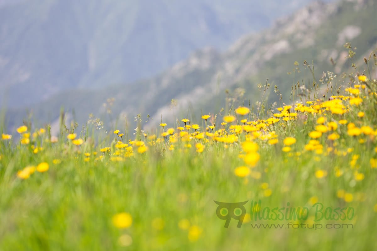 Tarassaco in fiore al colle del Croso